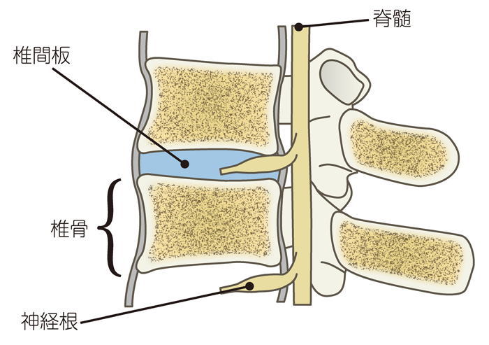 頚椎のしくみ