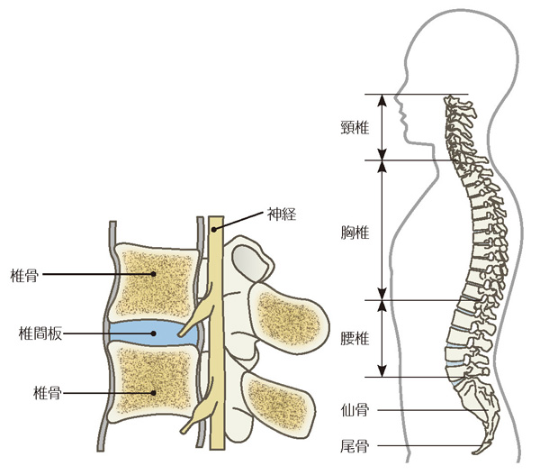 背骨の仕組み
