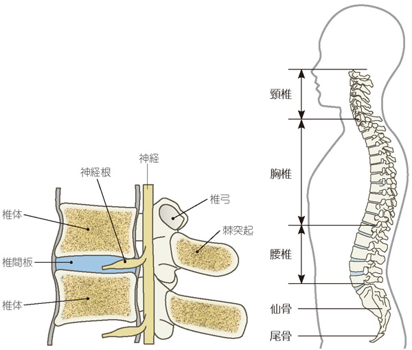 頸椎の仕組み