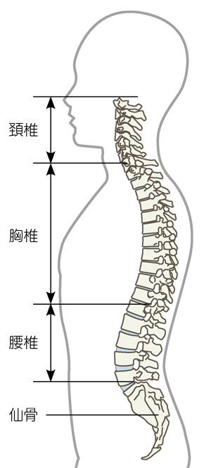 背骨