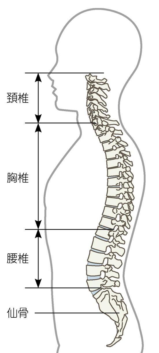 背骨