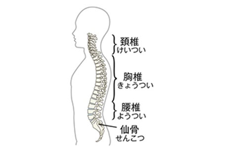 どうして痛みやしびれがでるの せぼねお悩みドットコム